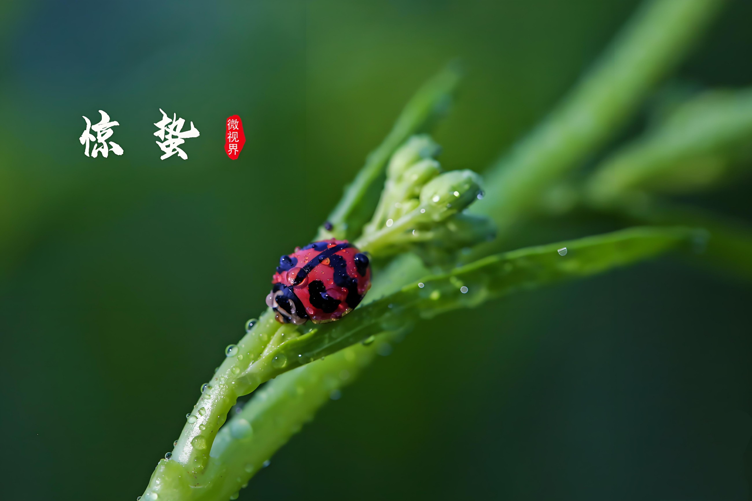 惊蛰春雷动，亳药千草护安康｜顺应天时调身心，解锁春日养生密码